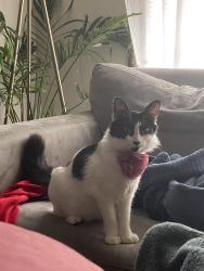 Reunited Female Cat last seen Arlington , Richmond, CA 94805