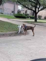 Found/Stray Male Dog last seen Bammel N Houston and North Wind ln, Houston, TX 77014