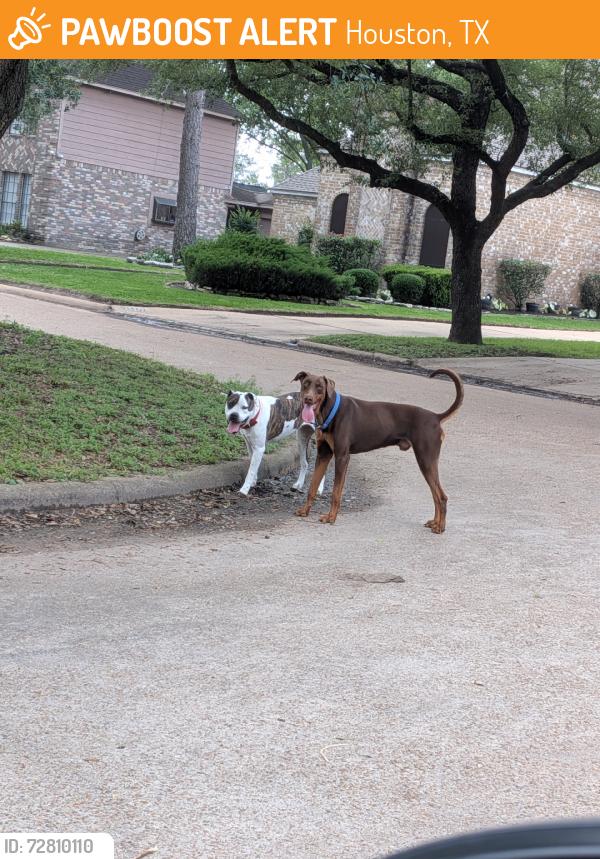 Found/Stray Male Dog last seen Bammel N Houston and North Wind ln, Houston, TX 77014