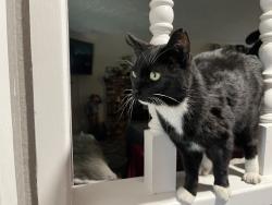 Lost Male Cat last seen Arrowhead Lake rd and Centennial , Hesperia, CA 92340