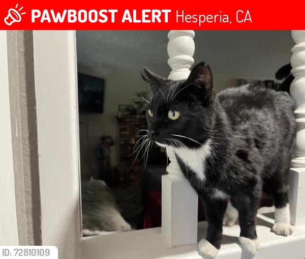 Lost Male Cat last seen Arrowhead Lake rd and Centennial , Hesperia, CA 92340