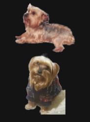 Lost Male Dog last seen Gorman, Sanger, 19th Street.., Waco, TX 76707