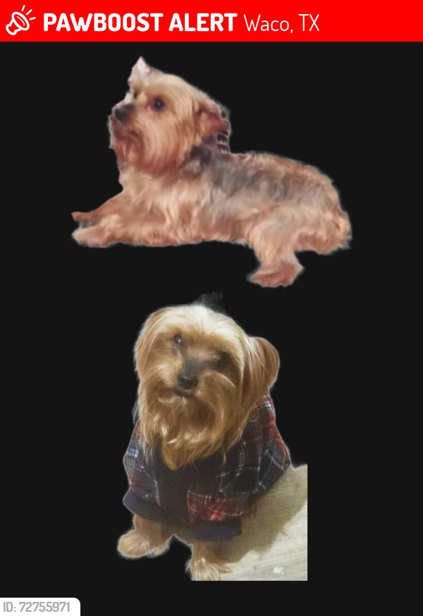 Lost Male Dog last seen Gorman, Sanger, 19th Street.., Waco, TX 76707