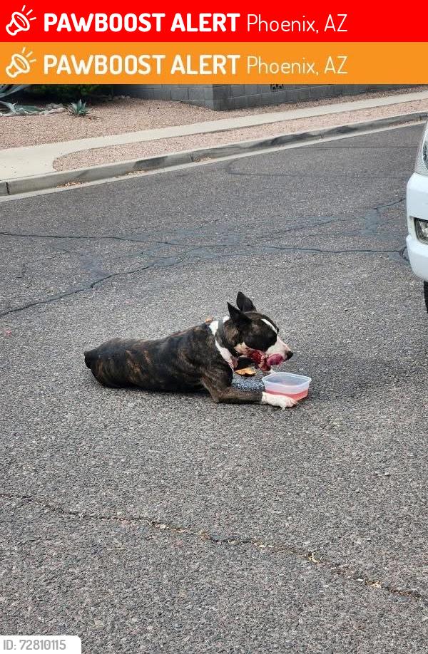 Lost Male Dog last seen Near baseline , Phoenix, AZ 85339