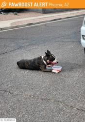 Lost Male Dog last seen Near baseline , Phoenix, AZ 85339