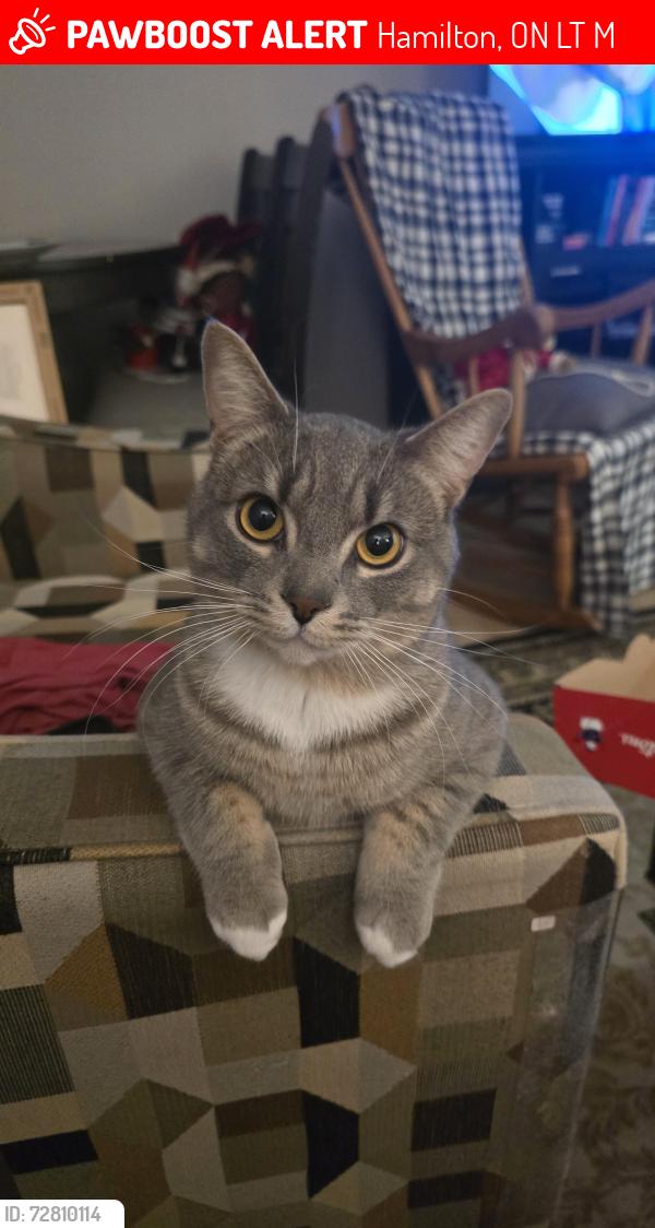 Lost Male Cat last seen Upper Ottawa and mohawk , Hamilton, ON L8T 2M9