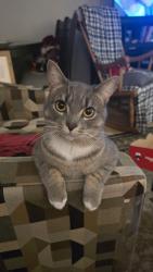 Lost Male Cat last seen Upper Ottawa and mohawk , Hamilton, ON L8T 2M9