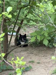 Found/Stray Unknown Cat last seen Ken Gardens, Aberdeen Township, NJ 07721