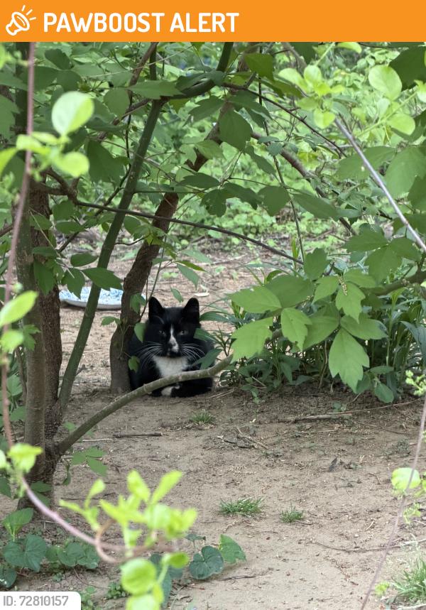 Found/Stray Unknown Cat last seen Ken Gardens, Aberdeen Township, NJ 07721