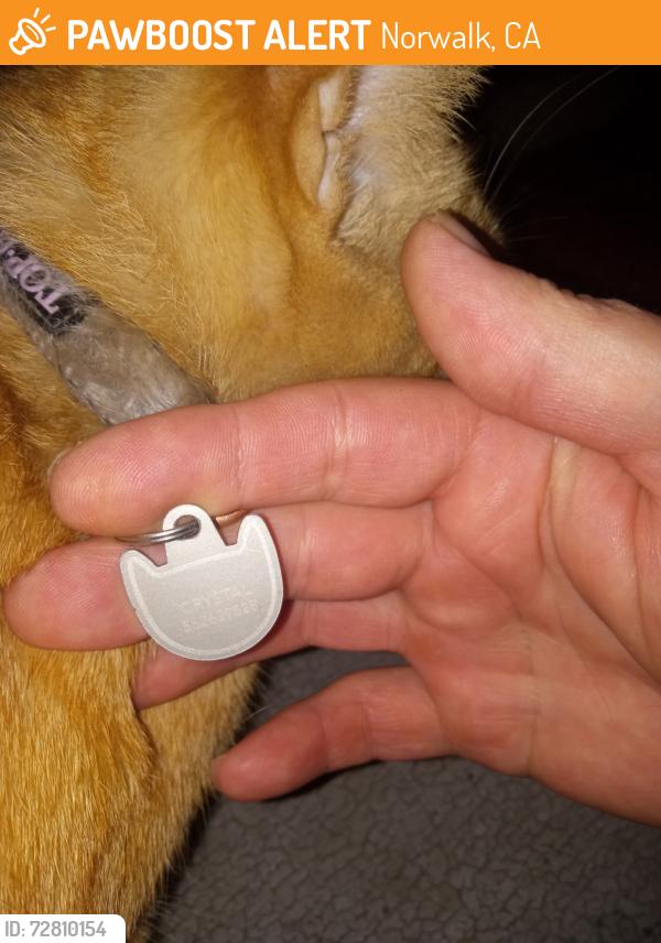 Found/Stray Unknown Cat last seen Gridley and maza st, Norwalk, CA 90650