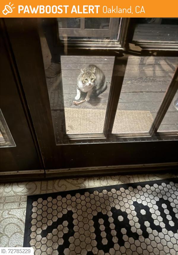 Found/Stray Unknown Cat last seen Brighton Ave. and Park Blvd, Oakland, CA, Oakland, CA 94602