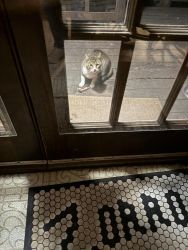 Found/Stray Unknown Cat last seen Brighton Ave. and Park Blvd, Oakland, CA, Oakland, CA 94602