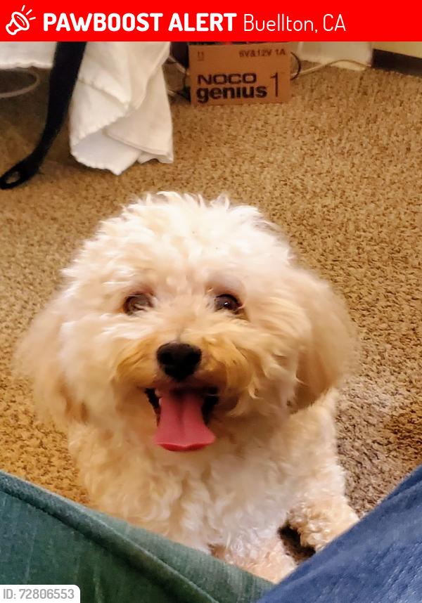 Lost Male Dog last seen Santa Rosa Rd.  & Ave.of Flags, Buellton, CA 93427