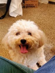 Lost Male Dog last seen Santa Rosa Rd.  & Ave.of Flags, Buellton, CA 93427