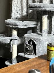 Lost Female Cat last seen Kiln street, newsome ave, Bynum st, Lufkin, TX 75904