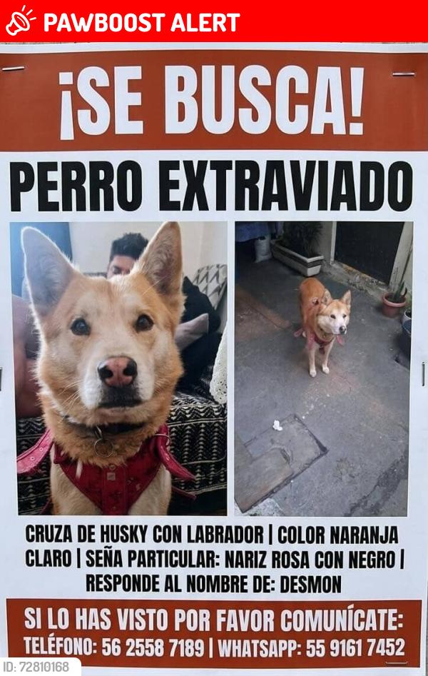 Lost Male Dog last seen Calle paganini, Ciudad de México, CDMX 