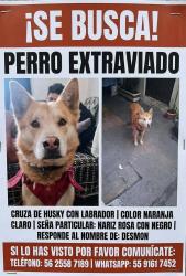 Lost Male Dog last seen Calle paganini, Ciudad de México, CDMX 