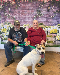 Lost Male Dog last seen 13th and Elm near the Galena City Pool, Galena, KS 66739
