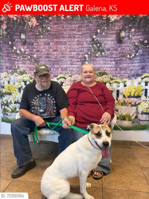 Lost Male Dog last seen 13th and Elm near the Galena City Pool, Galena, KS 66739
