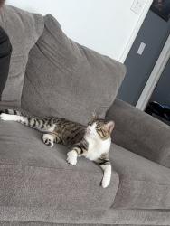 Lost Male Cat last seen Roswell ave, Kansas City, KS 66104