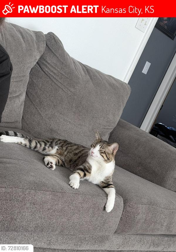 Lost Male Cat last seen Roswell ave, Kansas City, KS 66104