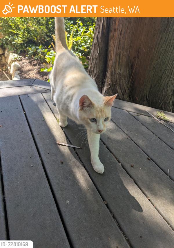 Found/Stray Unknown Cat last seen Alley between 33rd and 34th Ave NE, Seattle, WA 98115