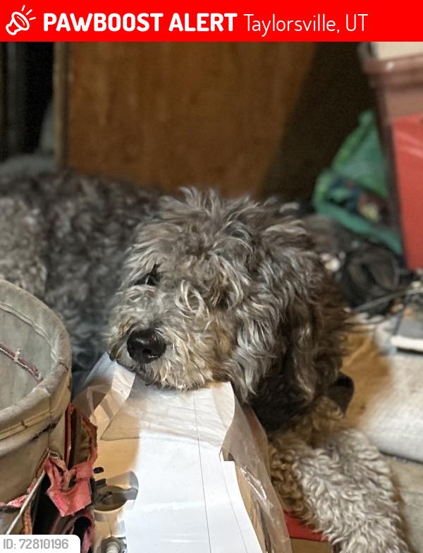 Lost Male Dog last seen Taylorsville , Taylorsville, UT 84118