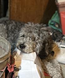 Lost Male Dog last seen Taylorsville , Taylorsville, UT 84118