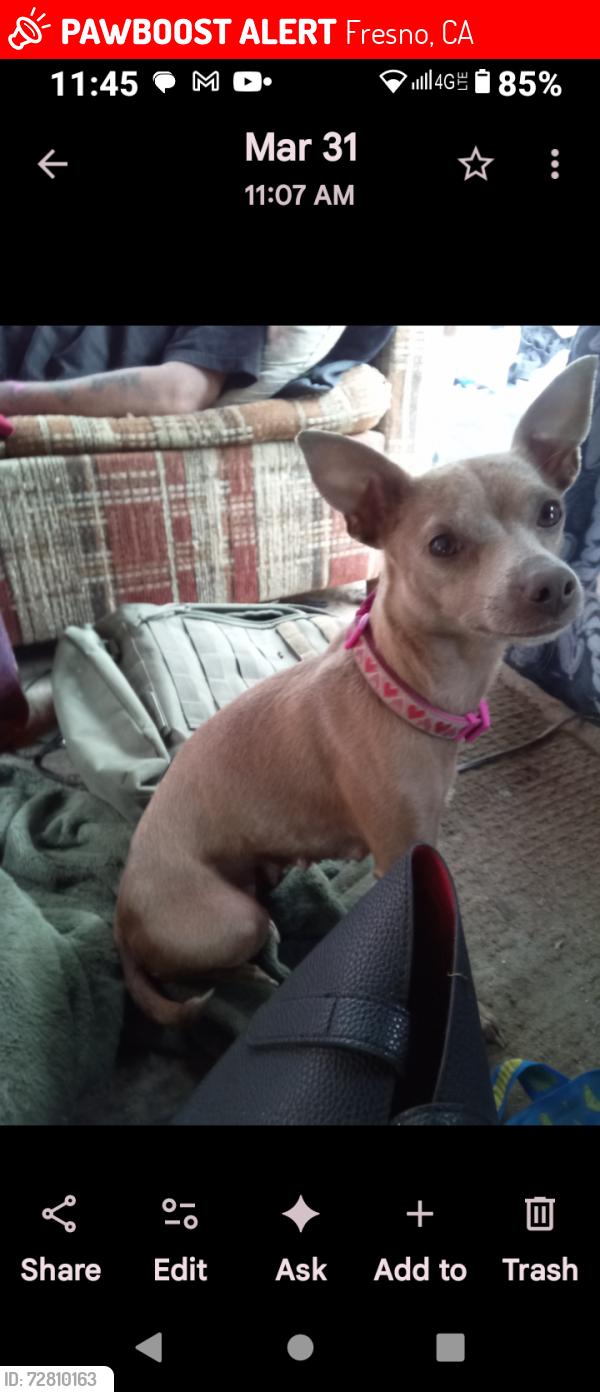 Lost Female Dog last seen Belmont blackstone, Fresno, CA 93701
