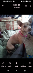 Lost Female Dog last seen Belmont blackstone, Fresno, CA 93701