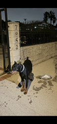 Found/Stray Male Dog last seen North Hollywood , Los Angeles, CA 91605