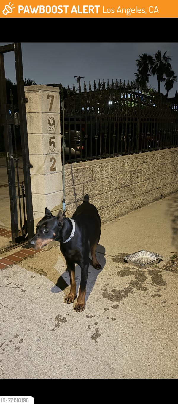 Found/Stray Male Dog last seen North Hollywood , Los Angeles, CA 91605