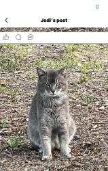 Lost Male Cat last seen June park area , Melbourne, FL 32904