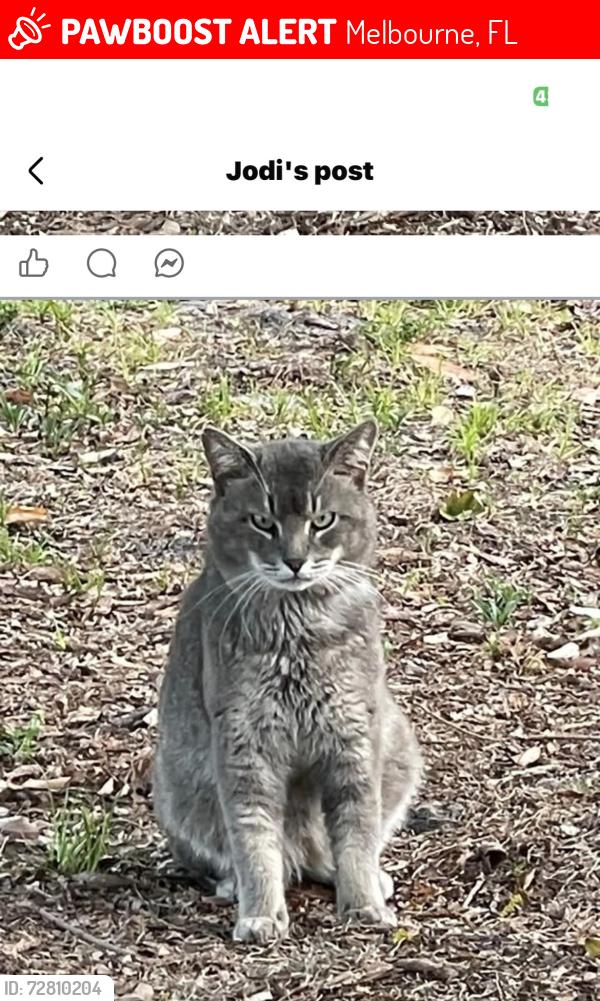 Lost Male Cat last seen June park area , Melbourne, FL 32904