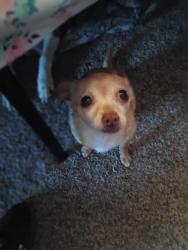 Lost Female Dog last seen Taco bell, Seattle, WA 98107