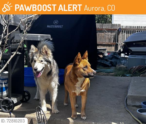 Found/Stray Female Dog last seen E Oxford Drive, Aurora, CO 80013