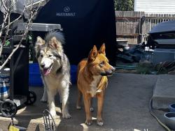 Found/Stray Female Dog last seen E Oxford Drive, Aurora, CO 80013