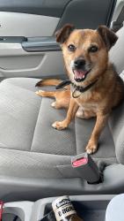 Lost Male Dog last seen Santa Fe ave 23rd st , Long Beach, CA 90810