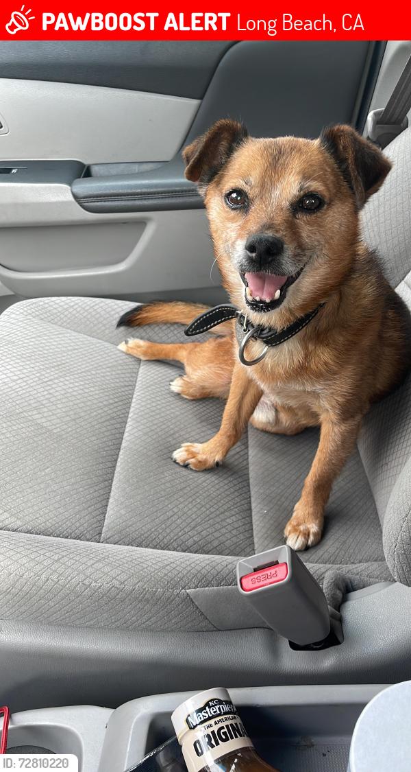 Lost Male Dog last seen Santa Fe ave 23rd st , Long Beach, CA 90810