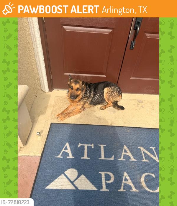 Found/Stray Unknown Dog last seen MATLOCK , Arlington, TX 76015