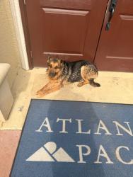 Found/Stray Unknown Dog last seen MATLOCK , Arlington, TX 76015