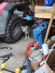 Found/Stray Unknown Cat last seen Unknown, Ringgold, GA 30736