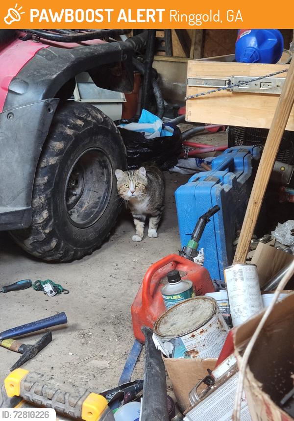 Found/Stray Unknown Cat last seen Unknown, Ringgold, GA 30736