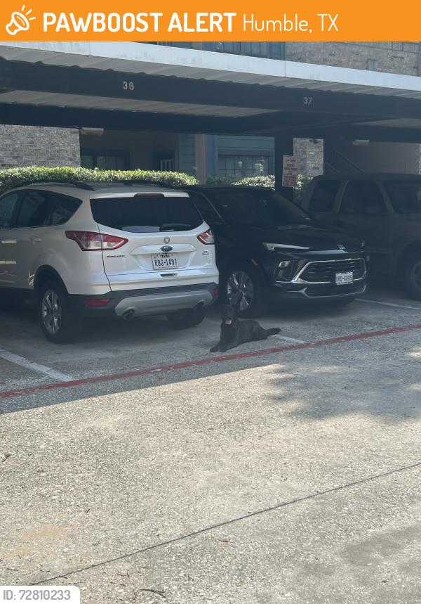 Found/Stray Male Dog last seen Near Atascocita shores Dr , Humble, TX 77346