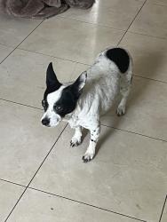 Found/Stray Female Dog last seen County Center and Houston, Visalia, CA 93291