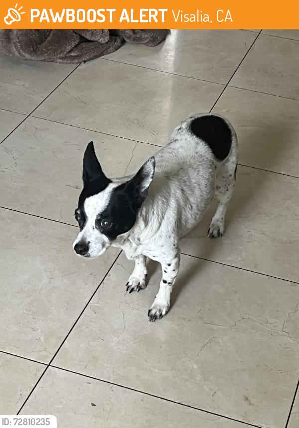 Found/Stray Female Dog last seen County Center and Houston, Visalia, CA 93291