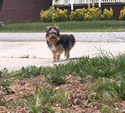 Found/Stray Unknown Dog last seen  Cole Rd near White Horse Rd, Welcome, SC 29611