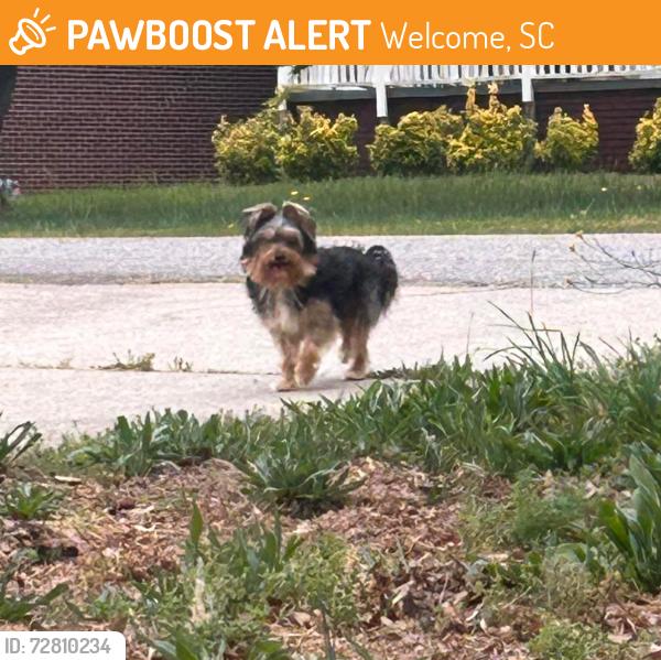 Found/Stray Unknown Dog last seen  Cole Rd near White Horse Rd, Welcome, SC 29611