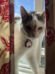Lost Male Cat last seen California ave , Marina, CA 93933