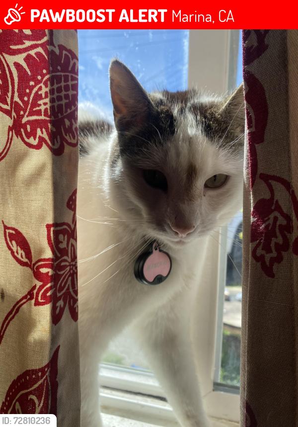 Lost Male Cat last seen California ave, Marina, CA 93933